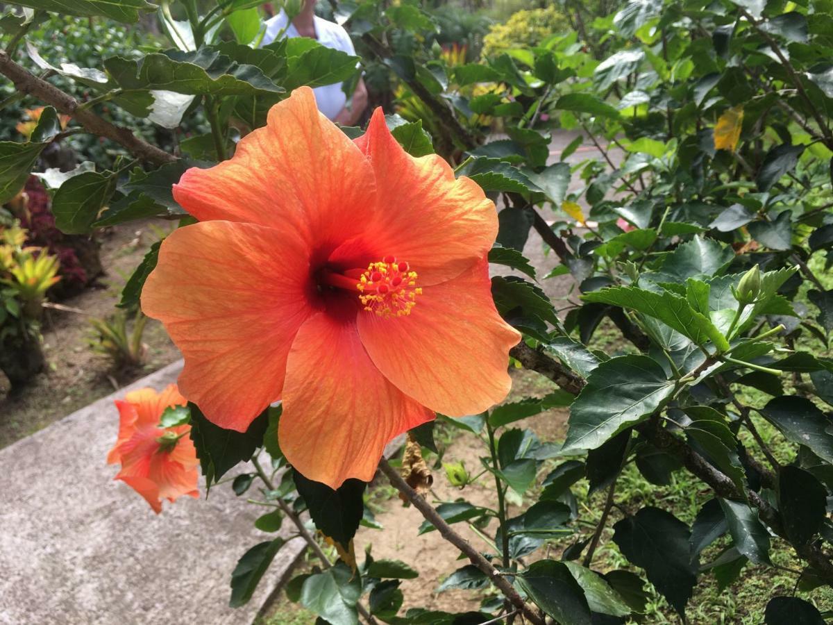 La Case A Malou Apartment Marigot Luaran gambar